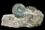 Great Lower Jurassic Ammonite (Asteroceras) Display - England #175104-3